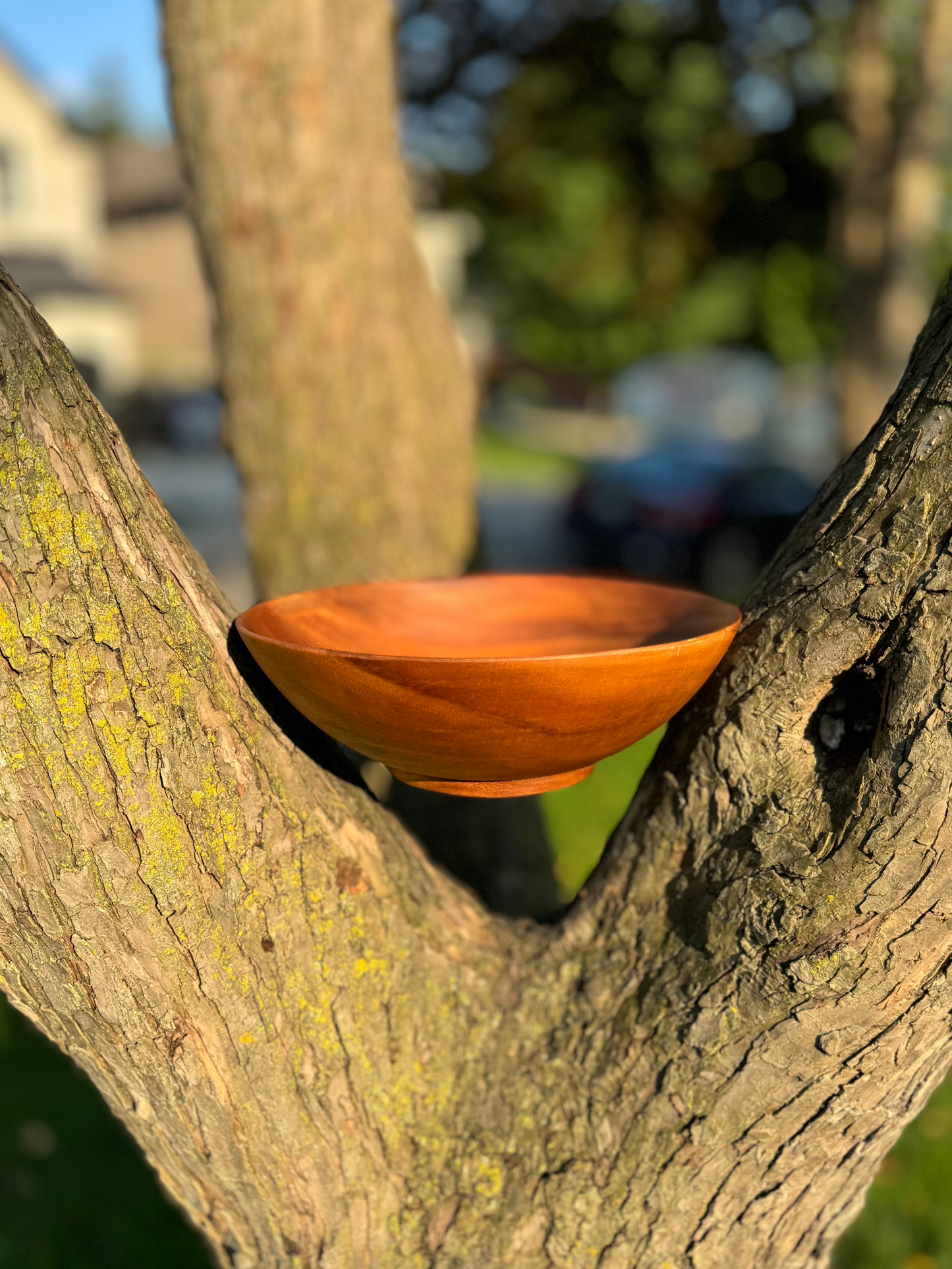 Manila Acacia Funnel Salad Bowl - Grand (12”)